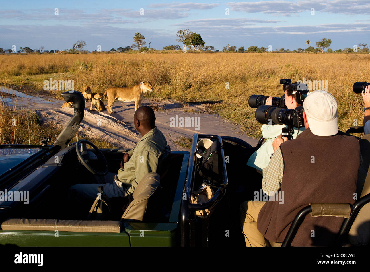 Des photographes en vue véhicule safari lionnes avec oursons Banque D'Images