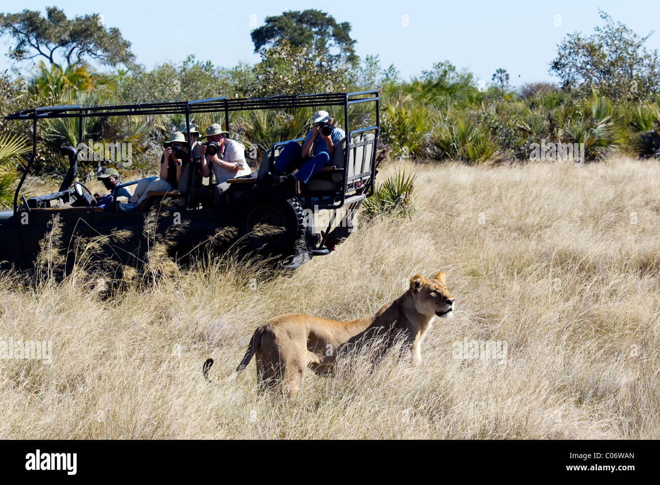 Véhicule de Safari avec des photographes vues lionne Banque D'Images