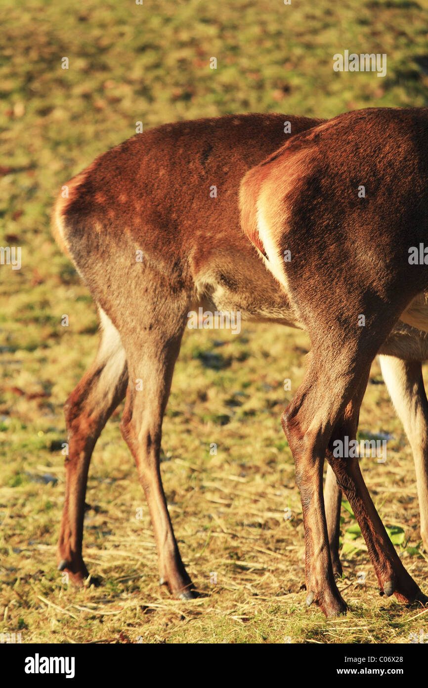 La croupe d'une femelle (DOE) Red Deer. (Latin : Cervus elaphus). Banque D'Images