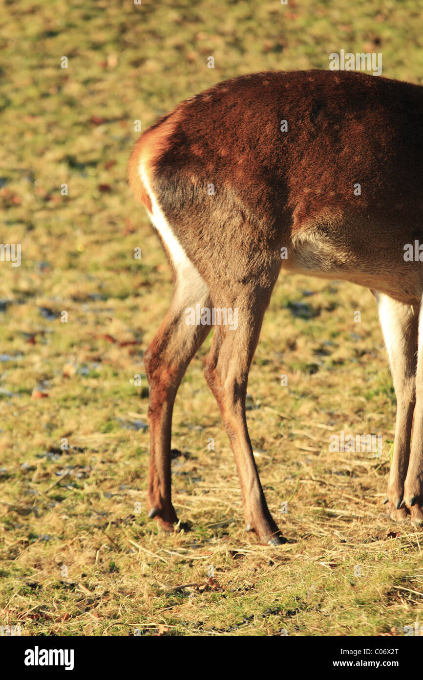 La croupe d'une femelle (DOE) Red Deer. (Latin : Cervus elaphus). Banque D'Images