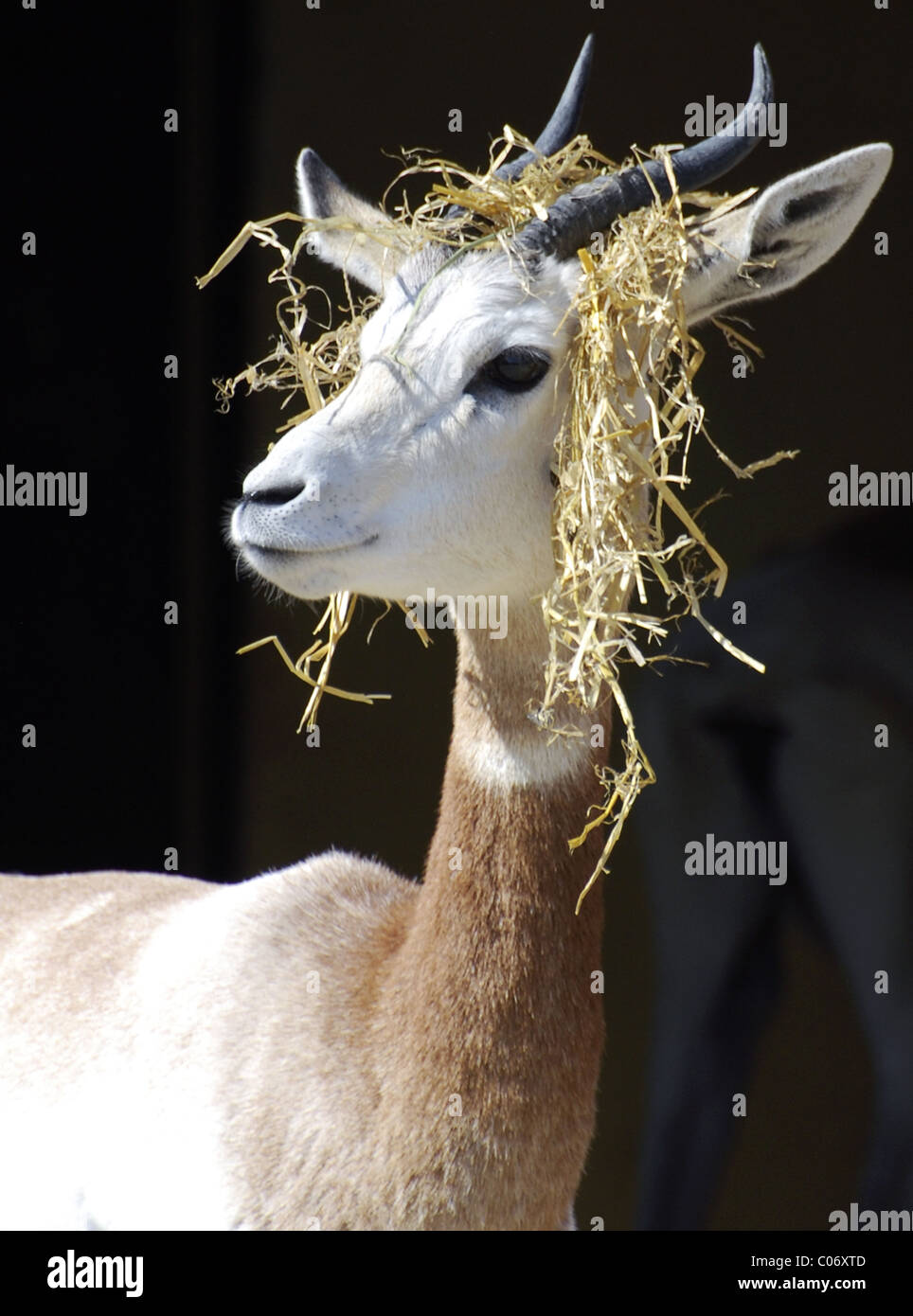 La gazelle dama avec perruque 'paille' Banque D'Images