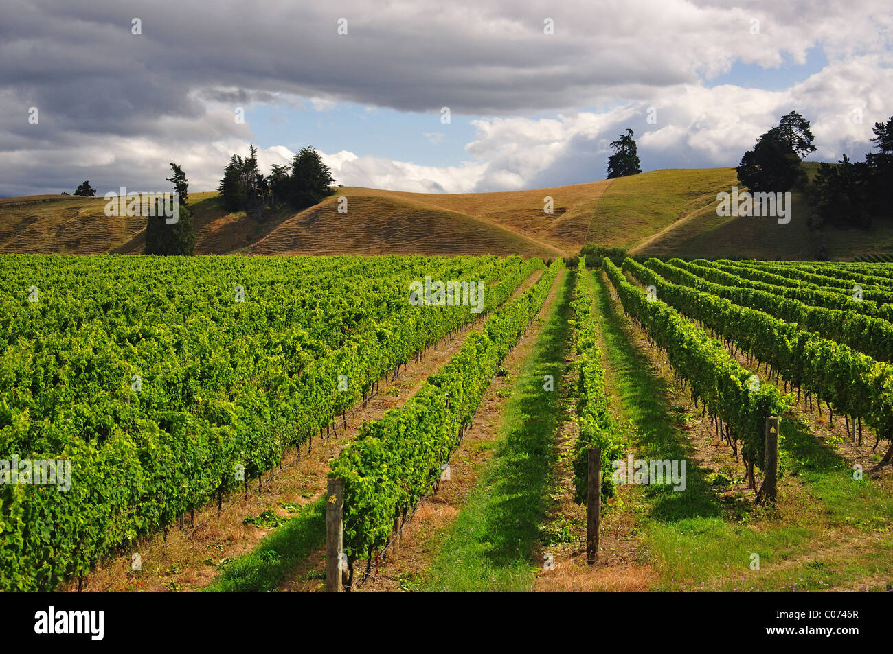 Vignoble de Brightwater, Tasman, Région de Brightwater, île du Sud, Nouvelle-Zélande Banque D'Images