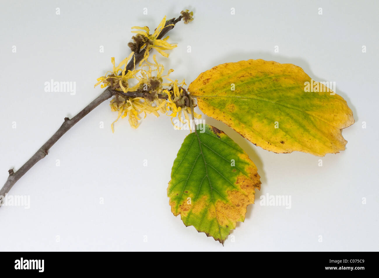 L'hamamélis (Hamamelis virginiana). Twig avec des fleurs à la fin de l'automne. Studio photo sur un fond blanc. Banque D'Images