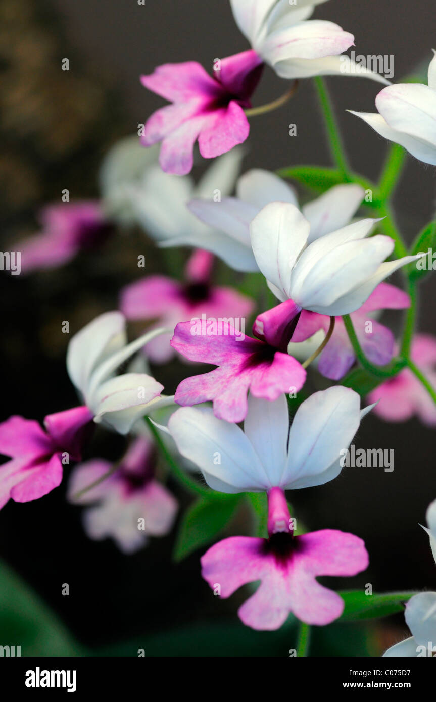 Sanguisorba vestita var regnieri blanc rose fleur inflorescence fleurs orchidée Banque D'Images