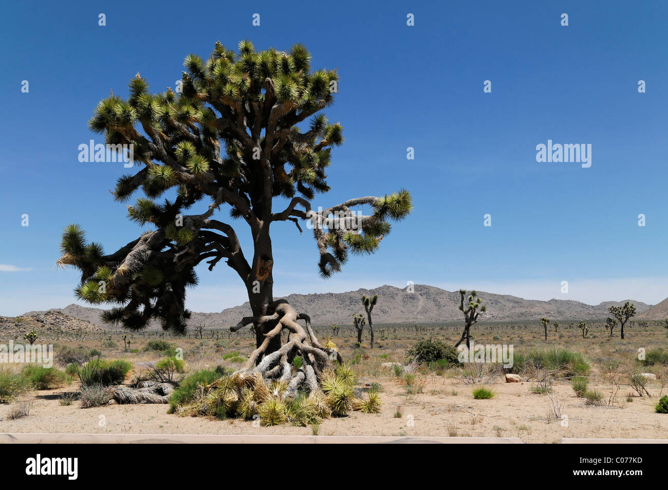 Joshua tree palm, yucca (Yucca brevifolia), Joshua Tree National Park, Palm Desert, Californie du Sud, USA, Amérique du Nord Banque D'Images
