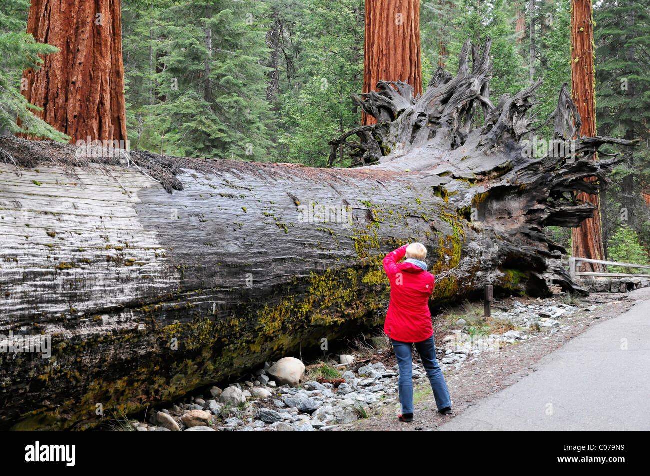 Séquoias arbres de Mariposa Grove, Yosemite National Park, California, USA, Amérique du Nord Banque D'Images