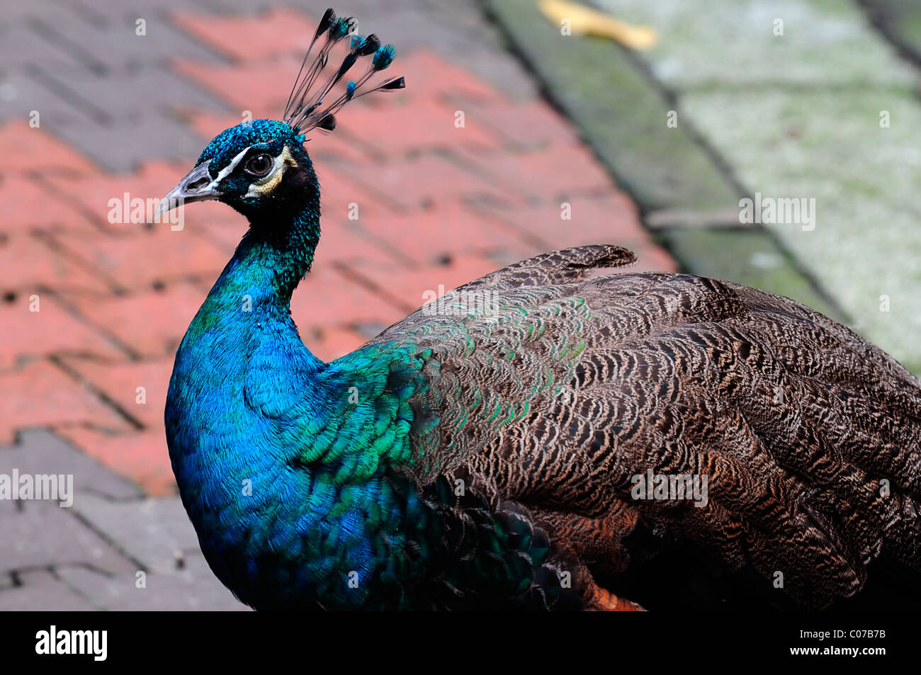 Pavo cristatus paons bleu indien Kl Kuala Lumpur Malaisie parc d'oiseaux grande volière d'oiseaux aux couleurs vives famille Banque D'Images