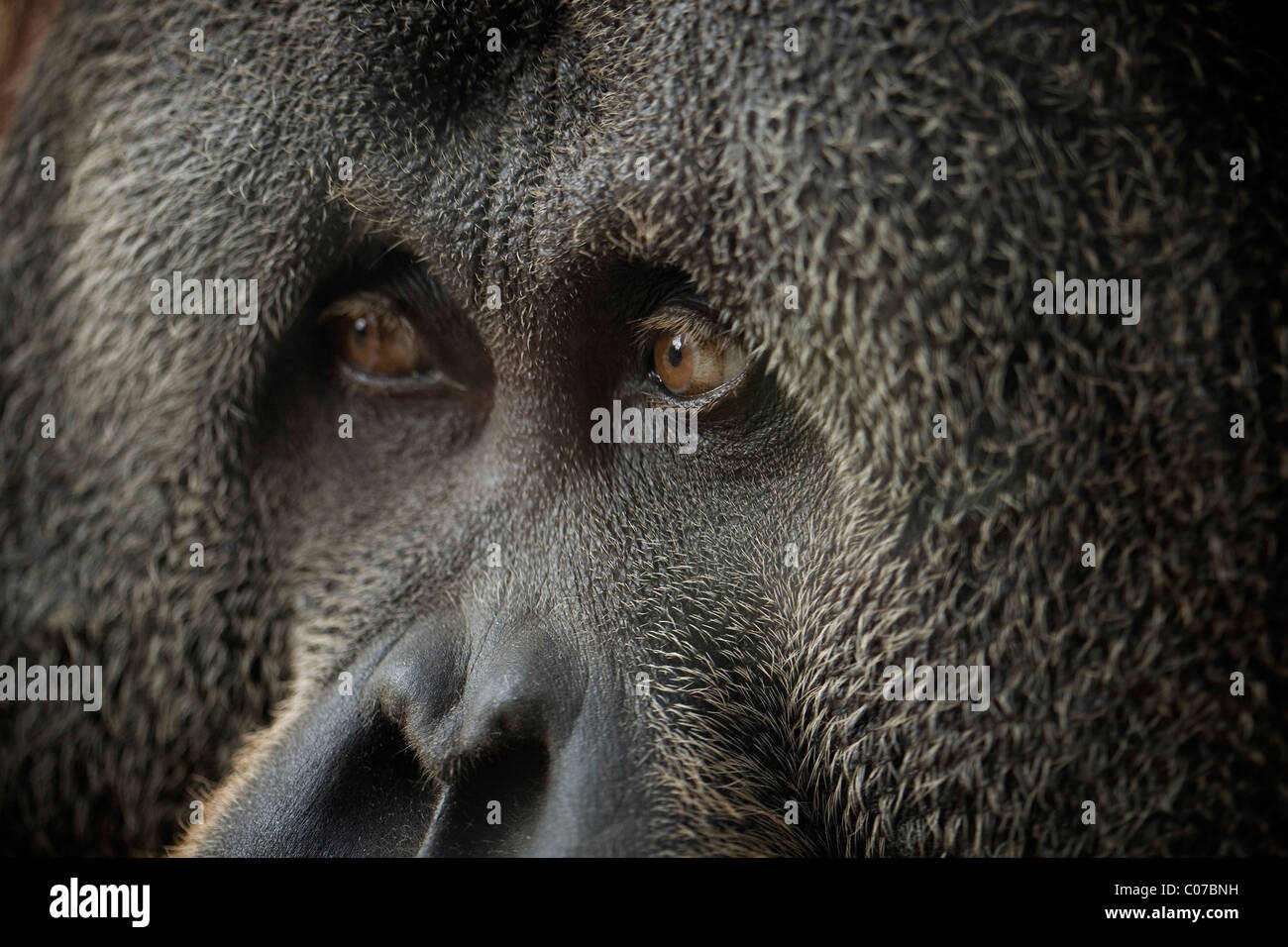 Close up of orang-outan mâle Banque D'Images