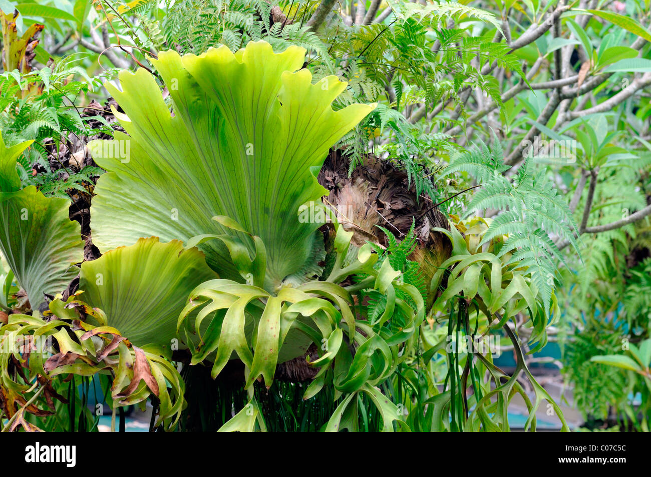 Mer légère staghorn ou elkhorn fougères fougère épiphyte KL Kuala Lumpur Malaisie parc d'Orchidées Banque D'Images