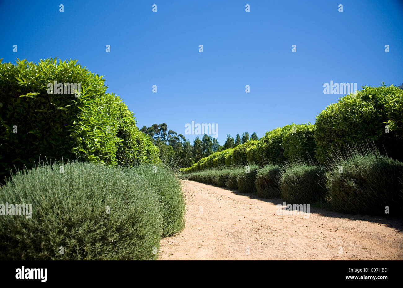 Waterford Wine Estate, Allée avec des buissons de lavande, à Stellenbosch Banque D'Images