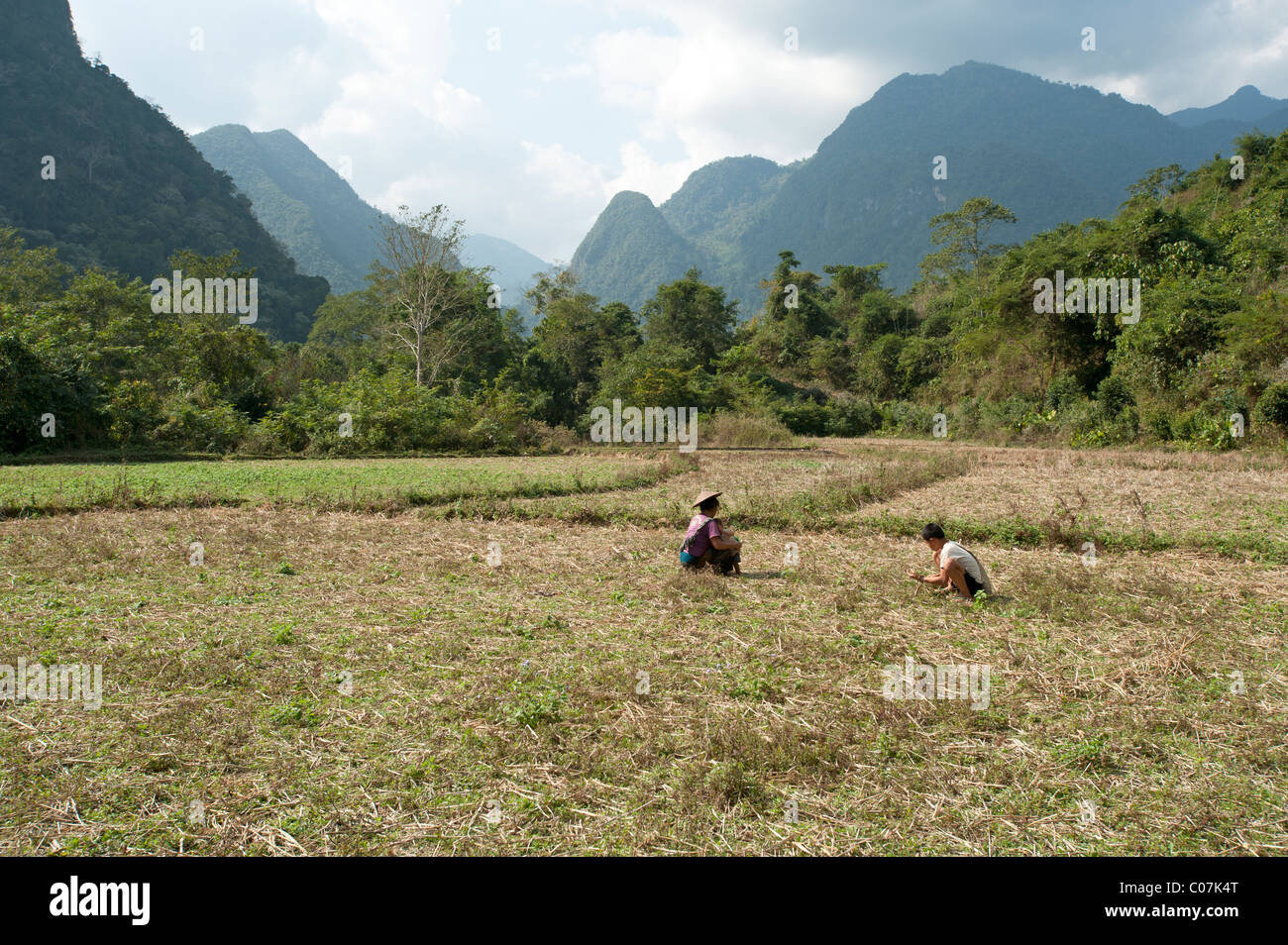 Deux République travaillant dans un champ de riz récoltés dans le Nord du Laos avec montagnes karstiques de calcaire dans l'arrière-plan Banque D'Images