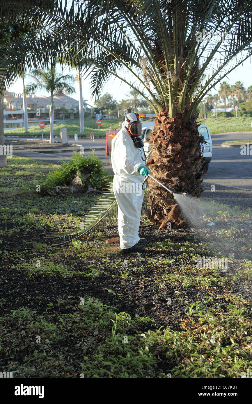 Les mauvaises herbes la pulvérisation de pesticides dans un parc, Maspalomas, Gran Canaria. Banque D'Images