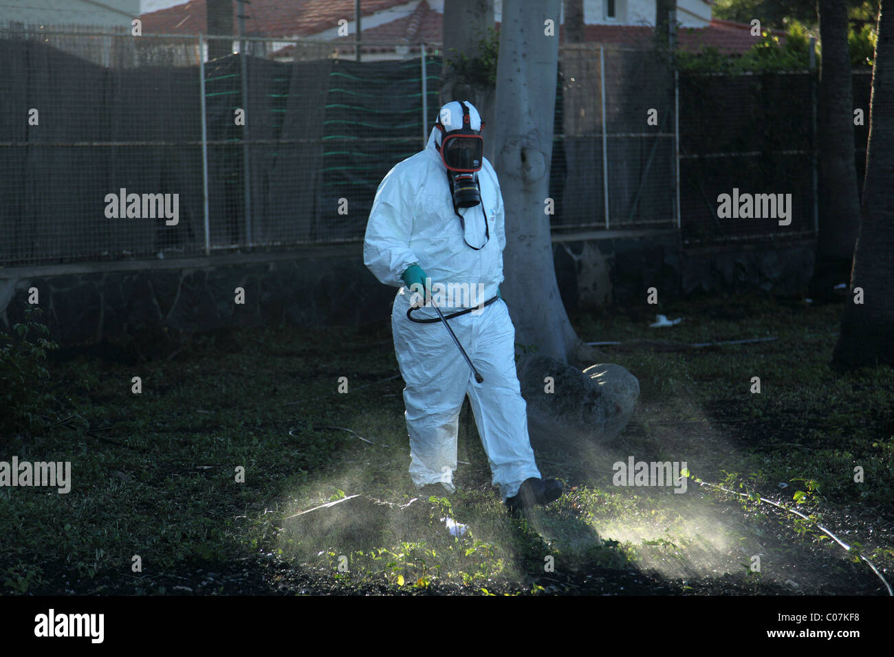 Les mauvaises herbes la pulvérisation de pesticides dans un parc, Maspalomas, Gran Canaria. Banque D'Images