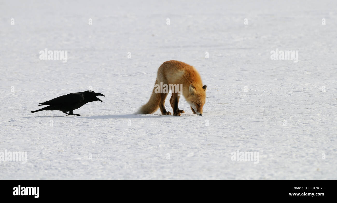 Jungle Crow stoïque en criant à Red Fox japonais sur la glace du lac Mashu à la Préfecture d'Hokkaido au Japon. Banque D'Images