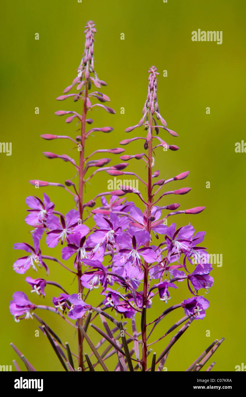 Rosebay willowherb, d'épilobes à feuilles étroites (Epilobium angustifolium) Banque D'Images