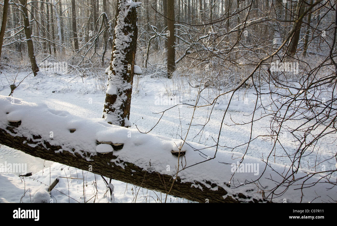 Tronc d'arbre brisé plus enveloppé de neige rivière gelée avec quelques champignons polypores Banque D'Images