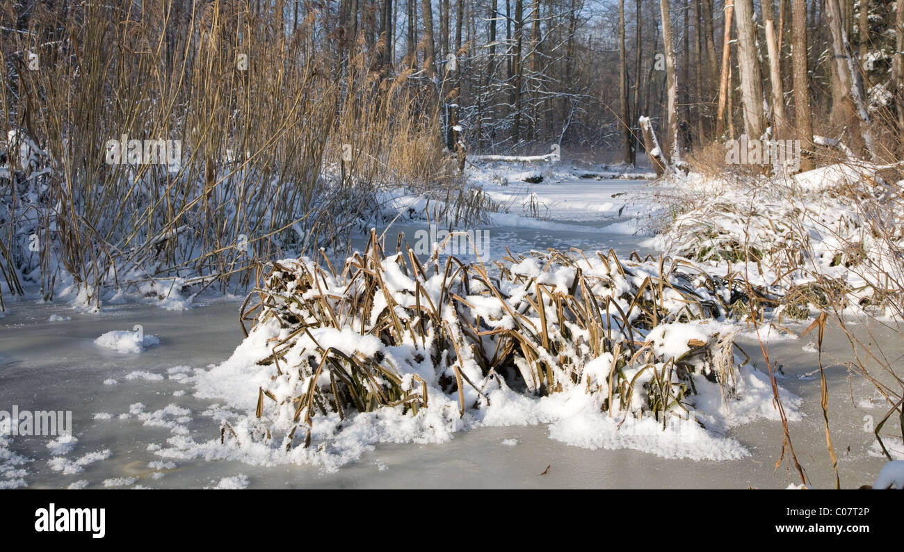 Paysage d'hiver gelé de la rivière à Lesna journée ensoleillée avec drapeau doux bouquet enveloppé de neige en premier plan,podlasie,Pologne Banque D'Images