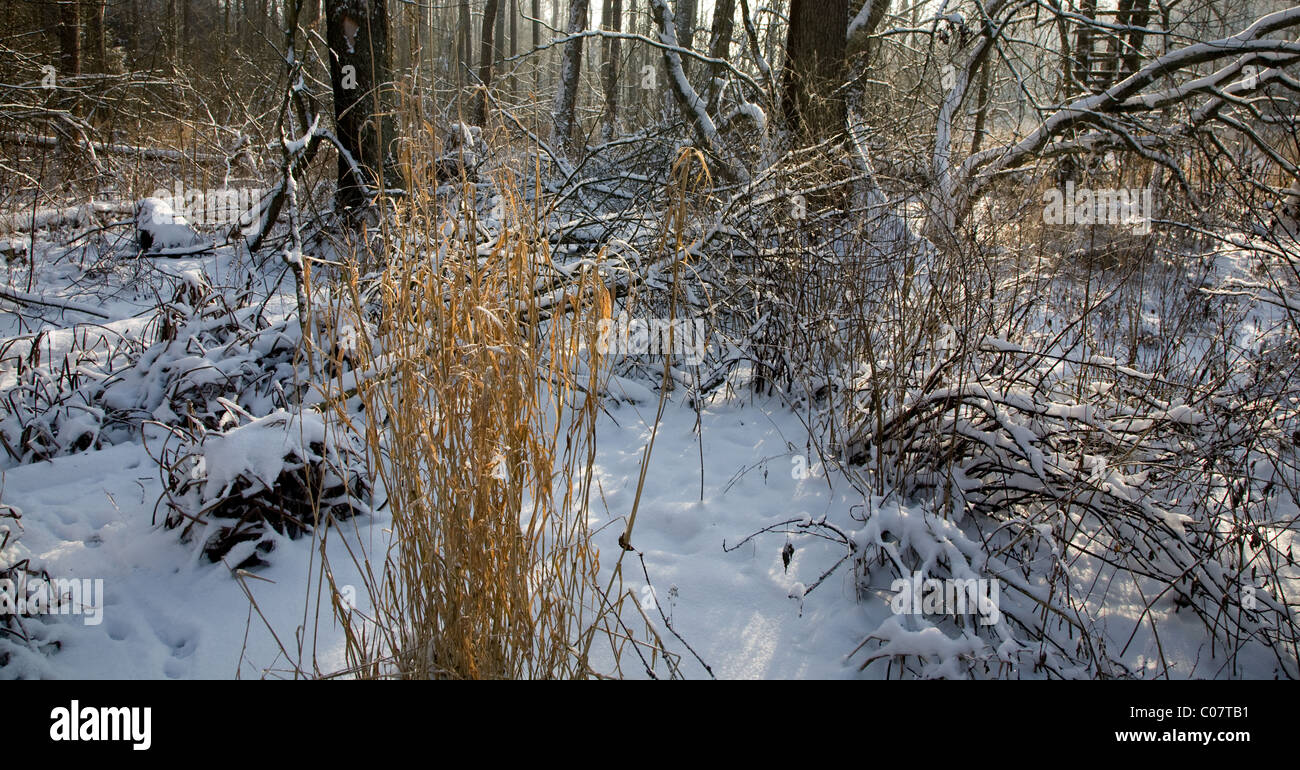 De l'herbe sèche allumé entre les branches cassées dans les bandes riveraines de la rivière par stand Banque D'Images