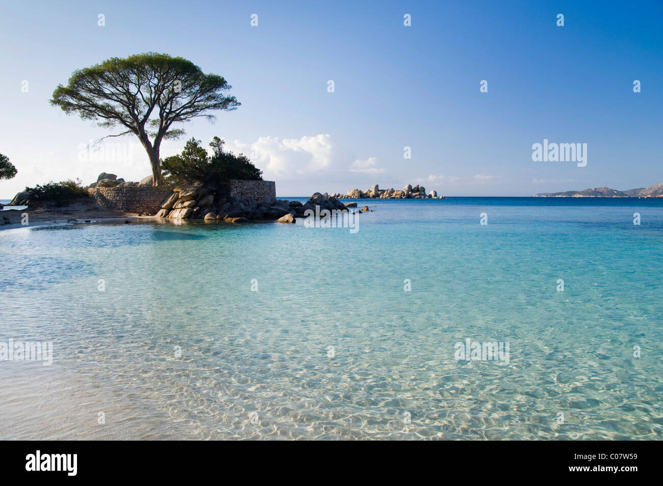Pine Tree Bay, sur la plage de Palombaggia, Côte Est, Corse, France, Europe Banque D'Images