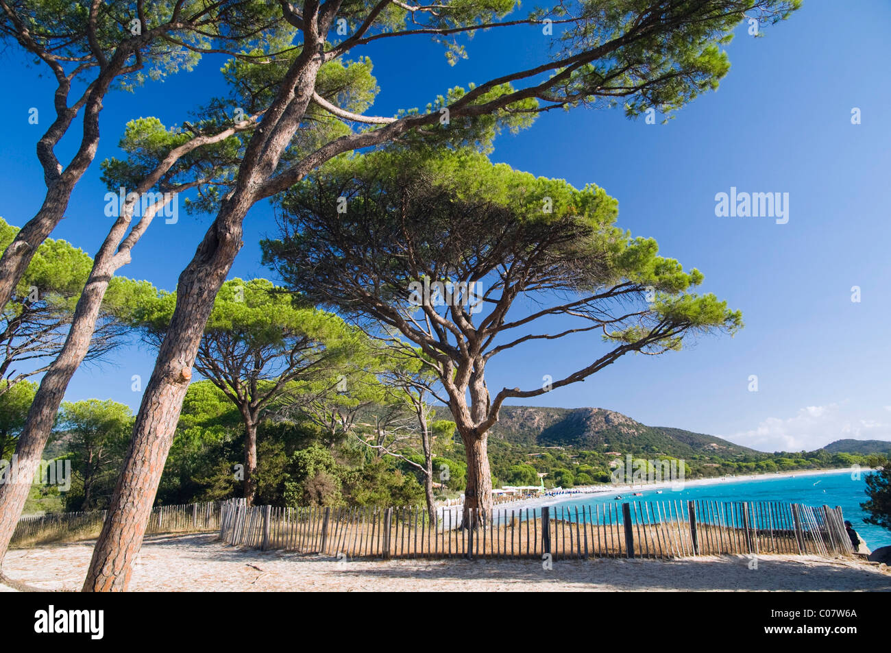 Pins sur la plage, Palombaggia, Côte Est, Corse, France, Europe Banque D'Images
