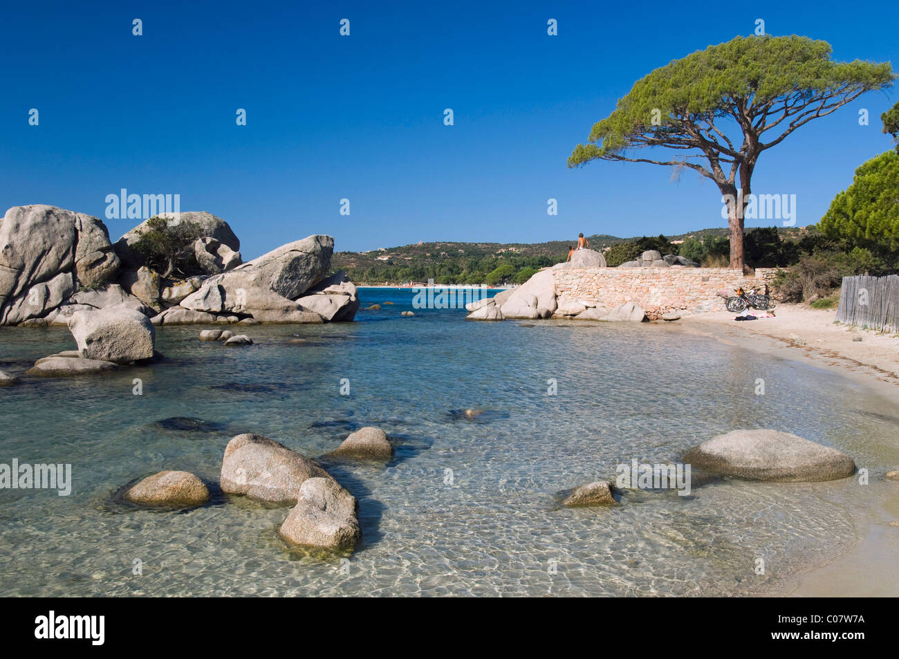 Pine Tree Bay, sur la plage de Palombaggia, Côte Est, Corse, France, Europe Banque D'Images