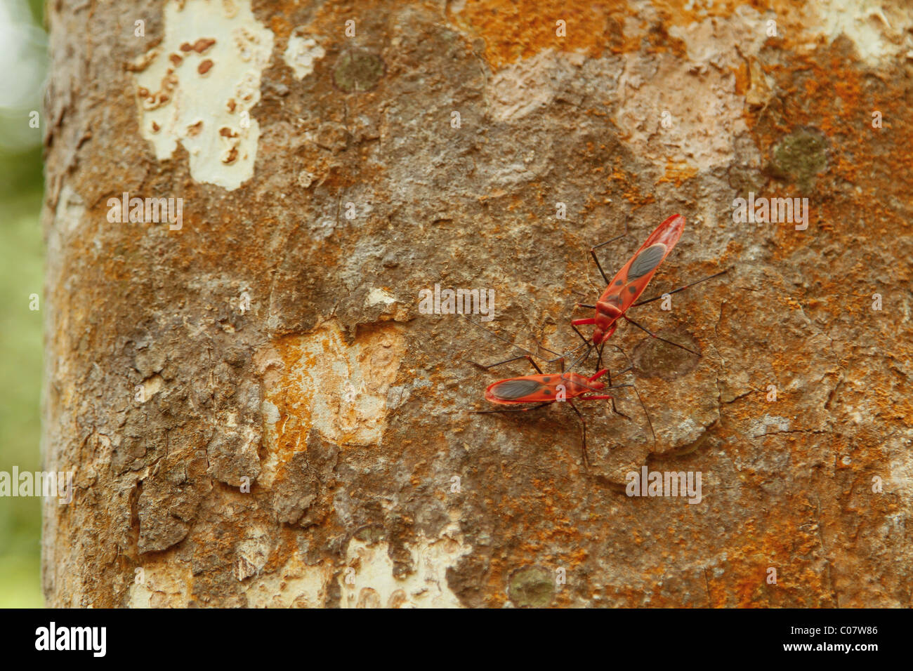 L'asclépiade rouge sur un arbre écorce coléoptères Banque D'Images