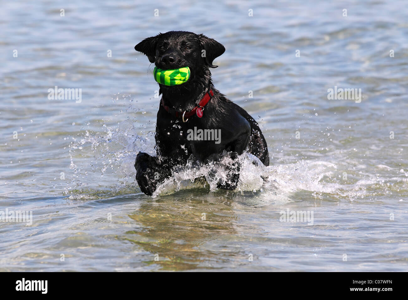 Labrador noir, mâle de la récupération de ballon de l'eau à proximité d'une plage Banque D'Images