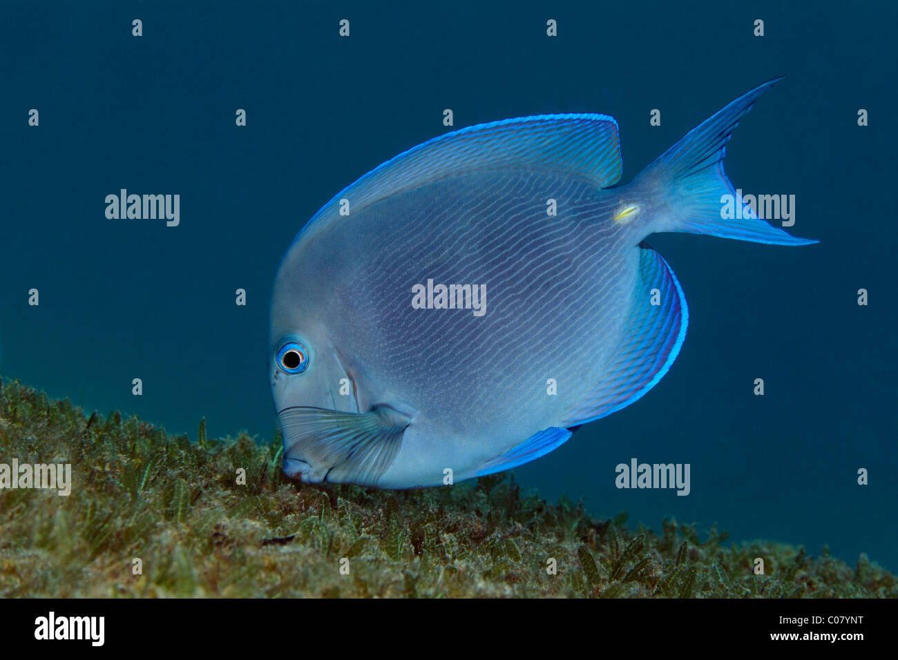 Blue Tang (Acanthurus coeruleus), nage au-dessus des algues, Saint Lucia, Sainte-Lucie, l'île des Petites Antilles, îles du Vent Banque D'Images