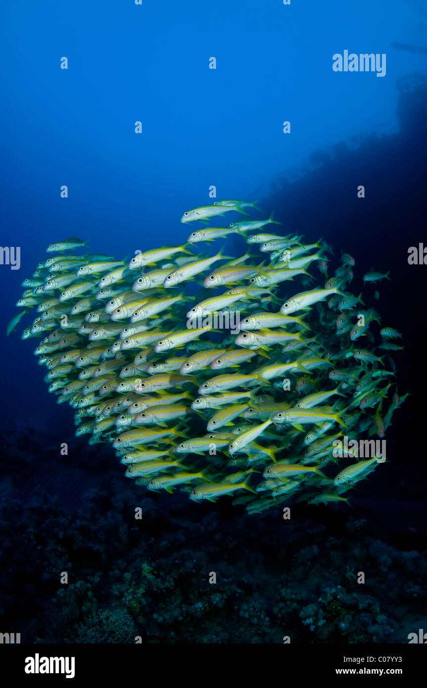 Un groupe de l'albacore Rouge-barbet dans une épave, l'Égypte Banque D'Images