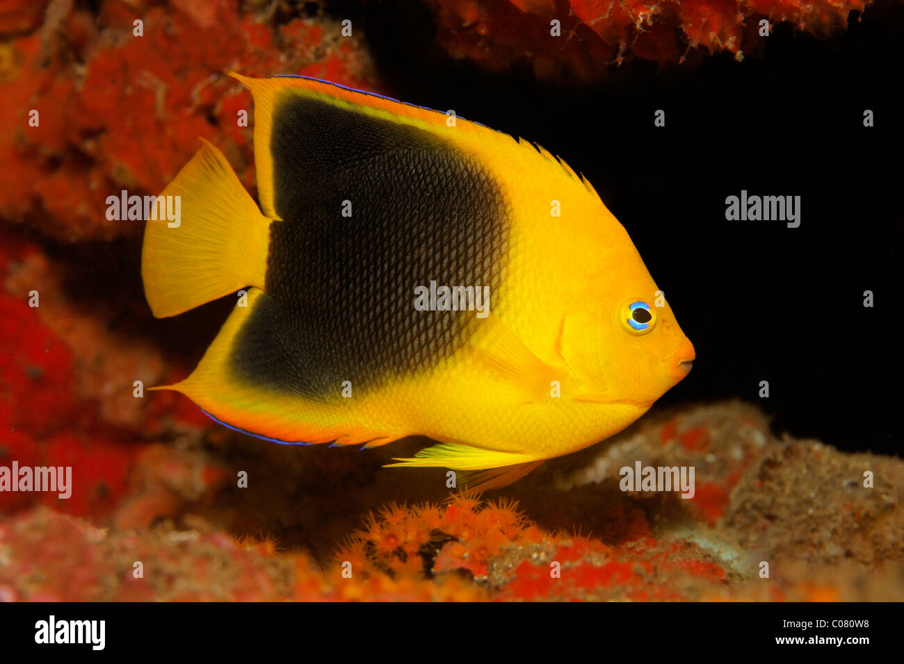 Beauté Rock (Holacanthus tricolor), dans la région de Hideaway, forme transitoire entre les poissons adultes et juvéniles, Saint Lucia Banque D'Images