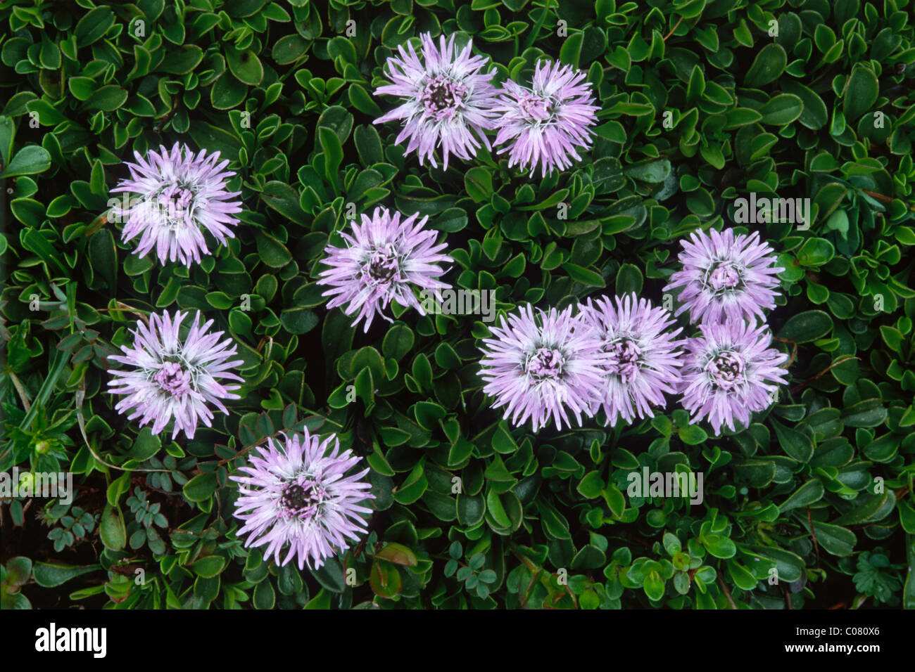 Globe Daisies (commune Globularia punctata), Karwendel, Tyrol du Nord, l'Autriche, Europe Banque D'Images