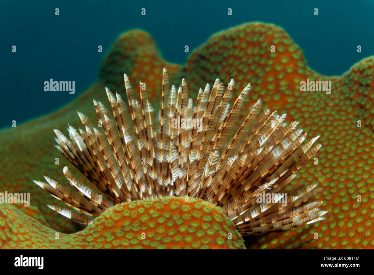 Magnifique Plumeau (Sabellastarte magnifica) sur les coraux durs, Sainte-Lucie, l'île de Sainte-Lucie, îles du Vent Banque D'Images