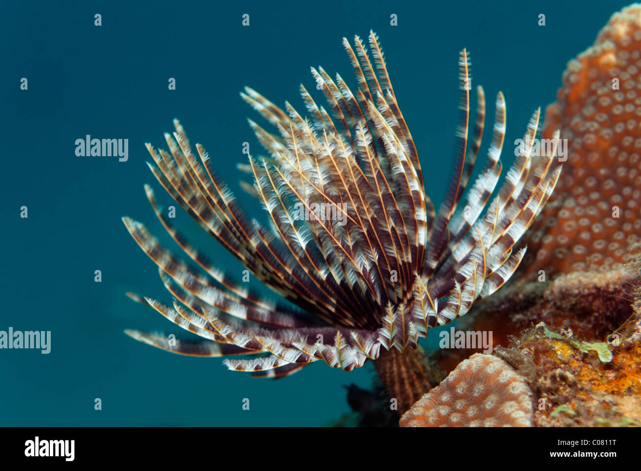 Magnifique Plumeau (Sabellastarte magnifica), sur le corail, couronne de tentacules, Sainte-Lucie, l'île Sainte-Lucie Banque D'Images