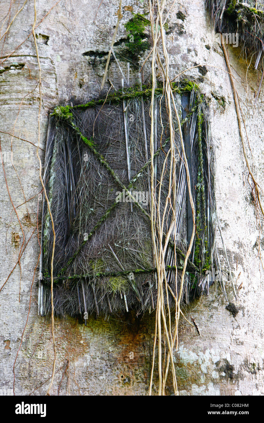 Tombe de l'arbre, la culture Toraja de Sulawesi, Indonésie, Asie, Banque D'Images