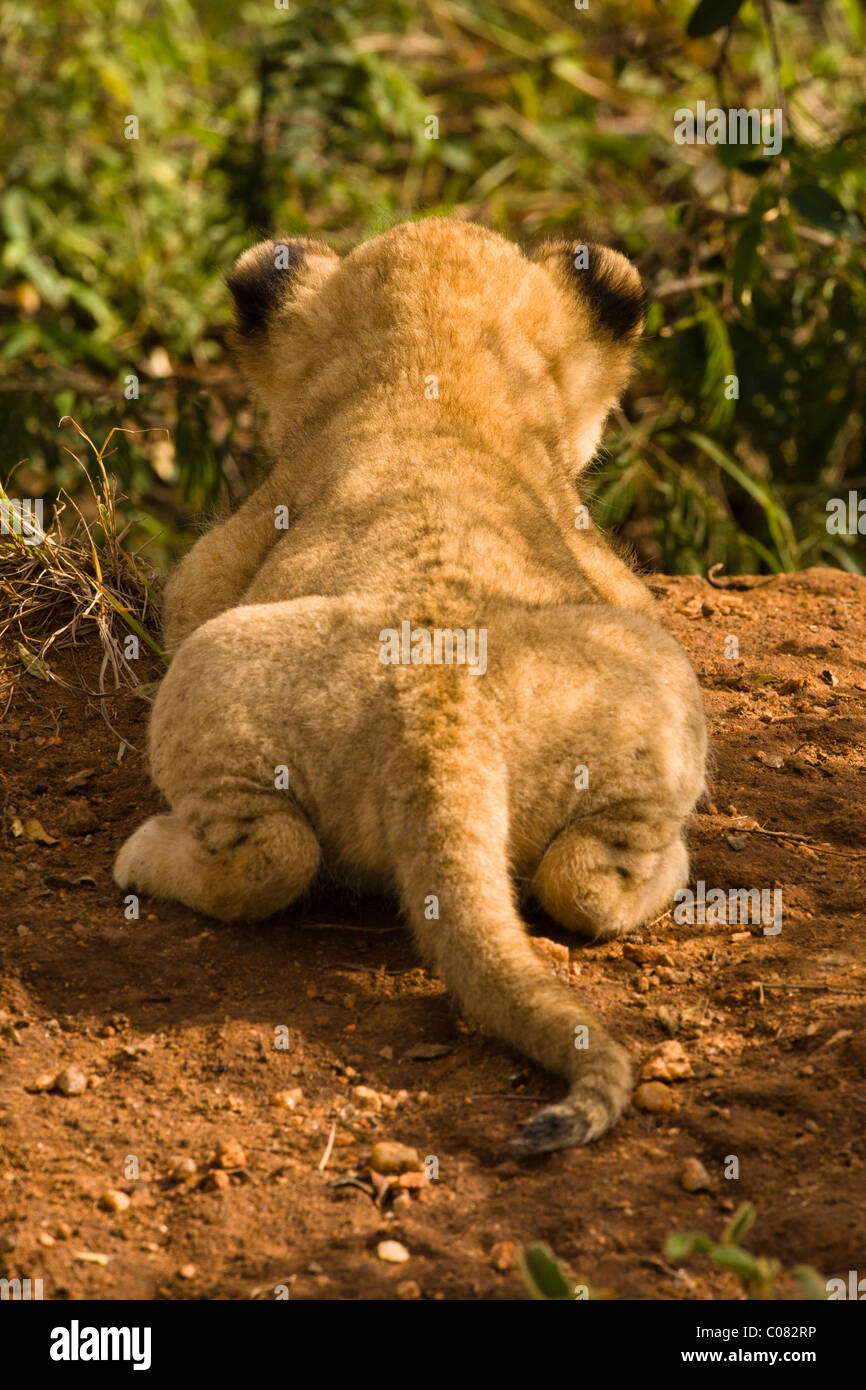 Lion cub pratiquer ses techniques de harcèlement criminel, Masai Mara, Kenya Banque D'Images