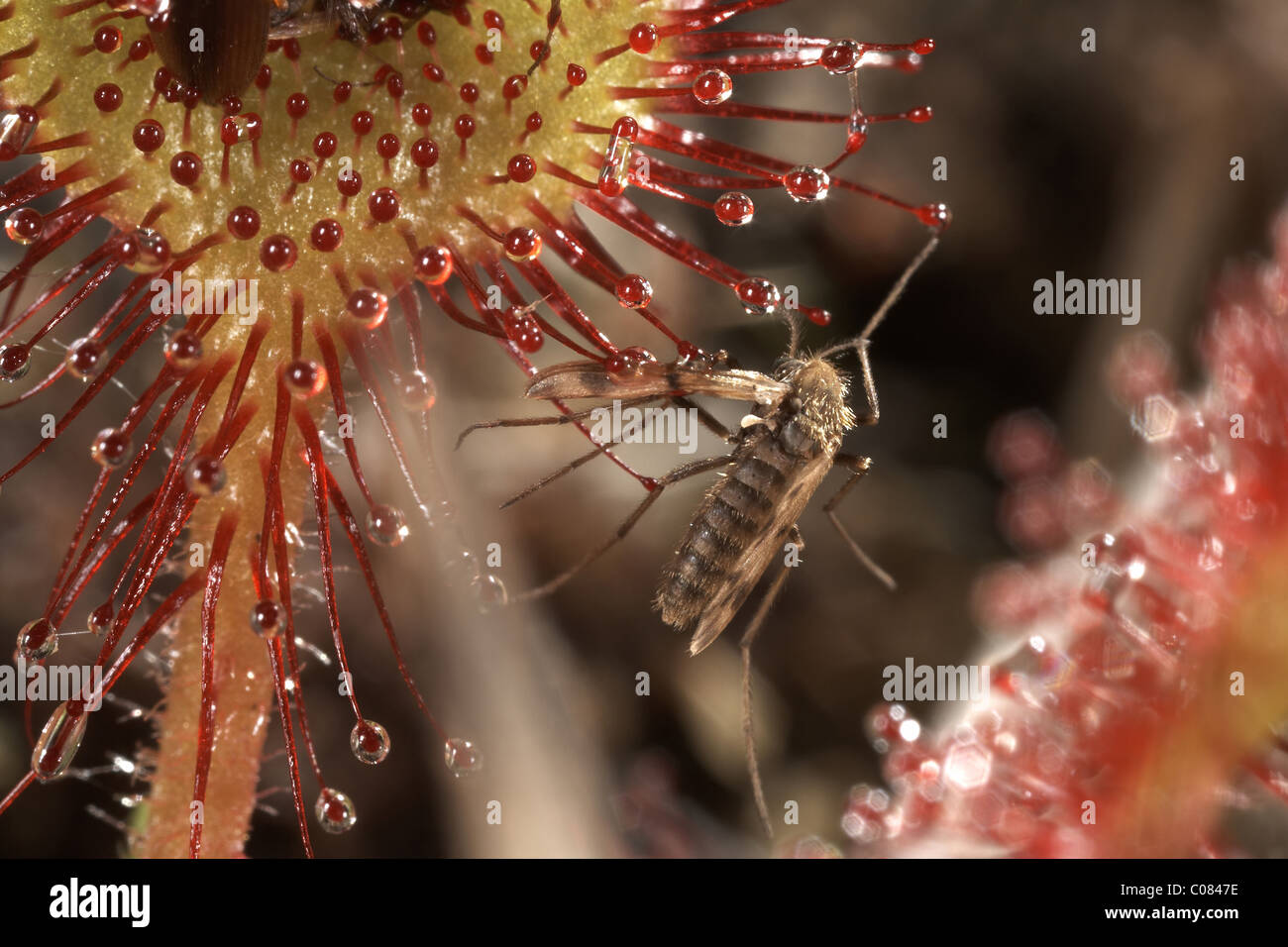 Demeure d'un moustique voler accroché à une tour droséra filiforme, Drosera rotundifolia, réserve naturelle de Winfrith Dorset, UK. Banque D'Images