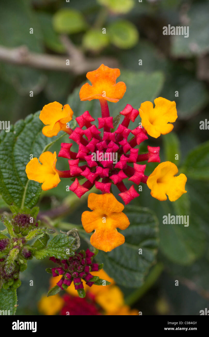 Drapeau espagnol ou West Indian Lantana (Lantana camara) Banque D'Images