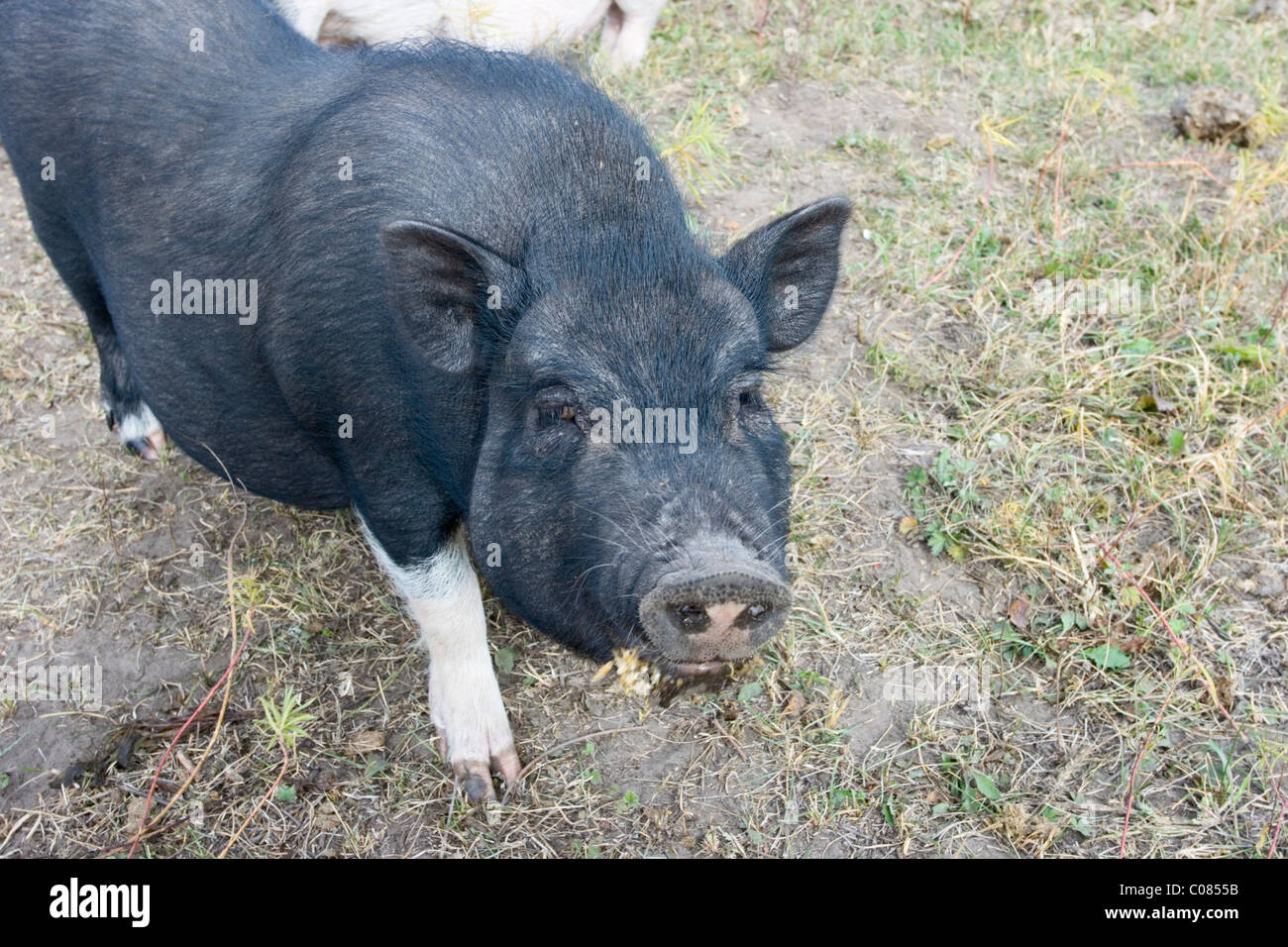 Un très petits herbivores de la race de porcs vietnamiens Banque D'Images