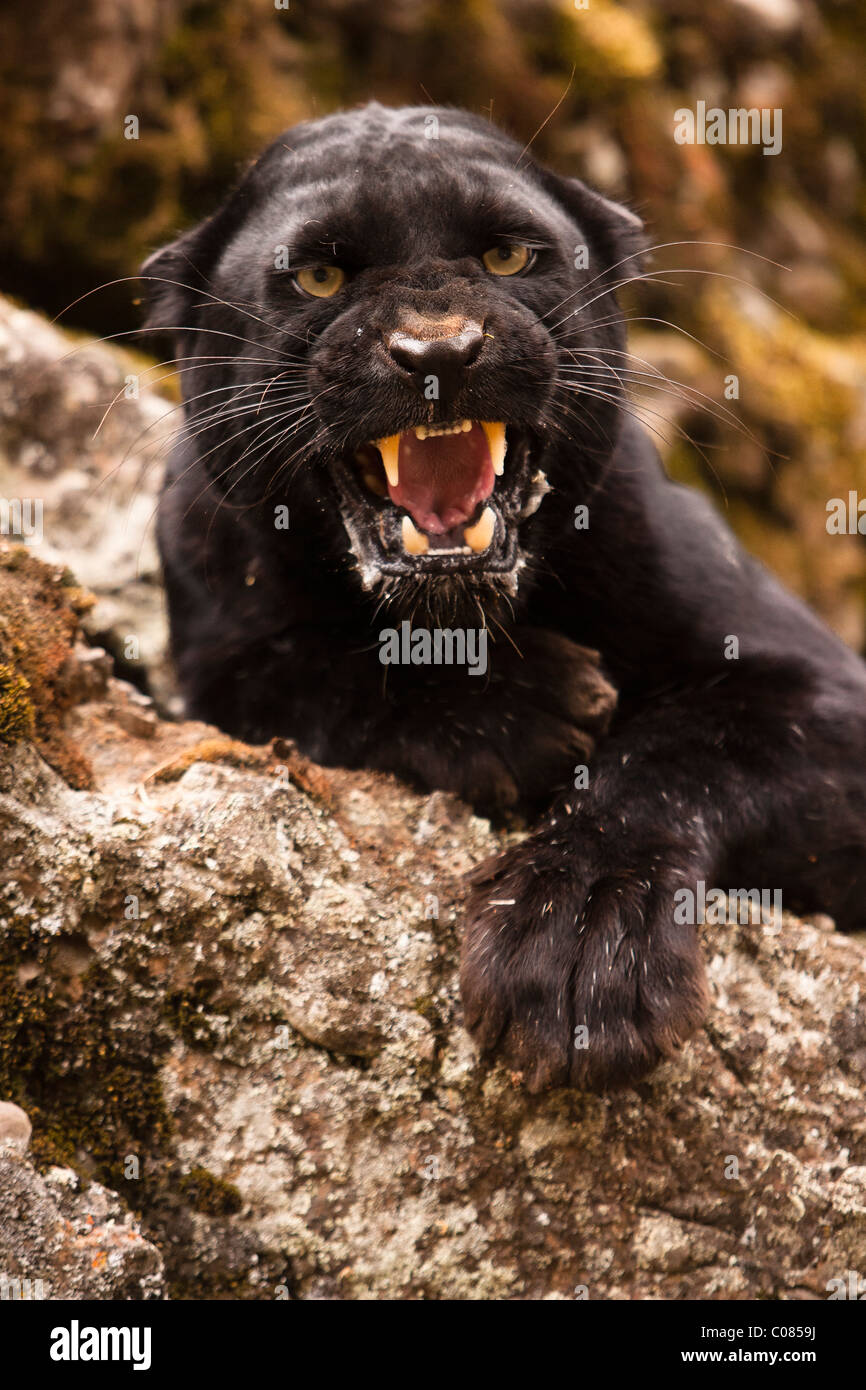 Black Panther snarling, Montana, USA Banque D'Images