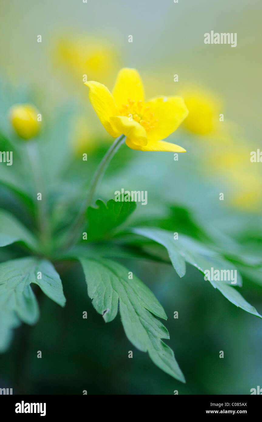 Le jaune anémone des bois (Anemone) Banque D'Images