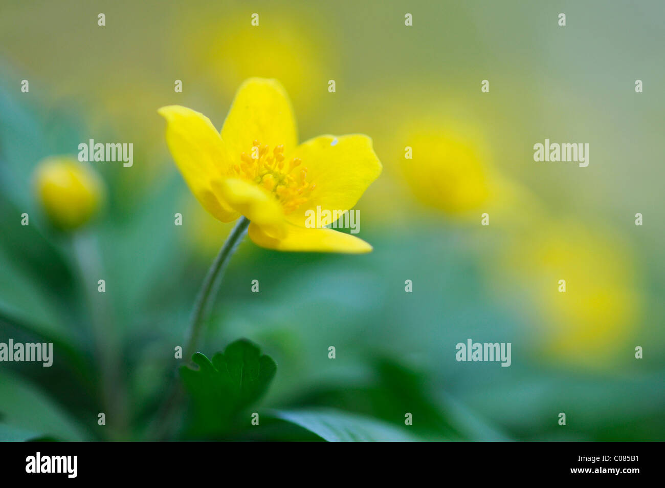 Le jaune anémone des bois (Anemone) Banque D'Images