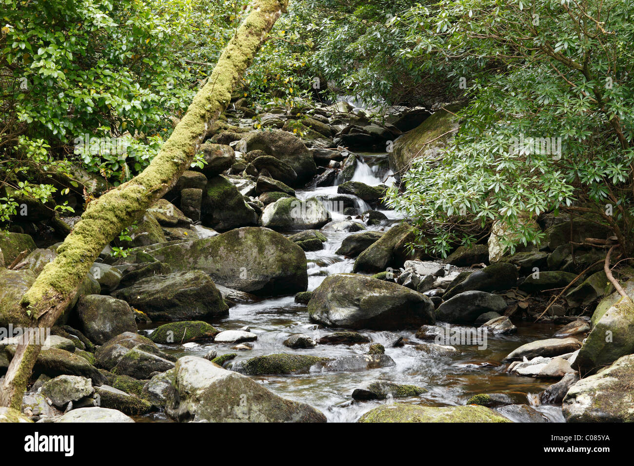 Creek, près de chutes de Torc, le Parc National de Killarney, County Kerry, Ireland, British Isles, Europe Banque D'Images