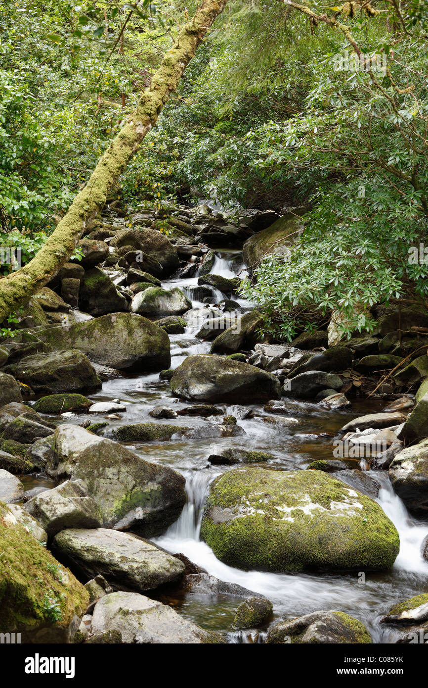 Creek, près de chutes de Torc, le Parc National de Killarney, County Kerry, Ireland, British Isles, Europe Banque D'Images