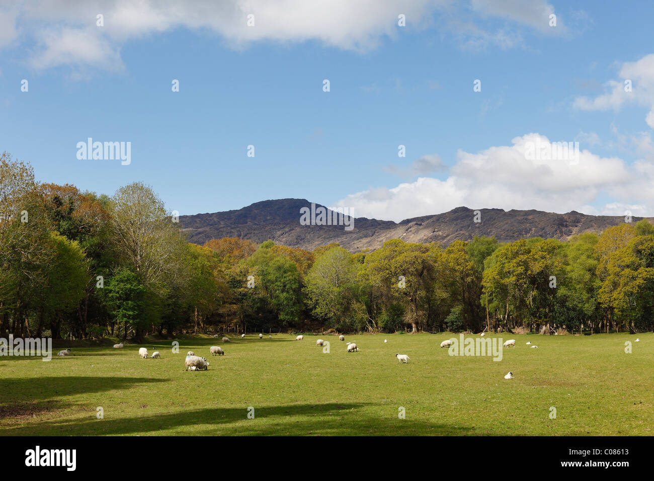 Des moutons paissant dans les pâturages de la vallée noire, près de Killarney, comté de Kerry, Irlande, Îles britanniques, Europa Banque D'Images