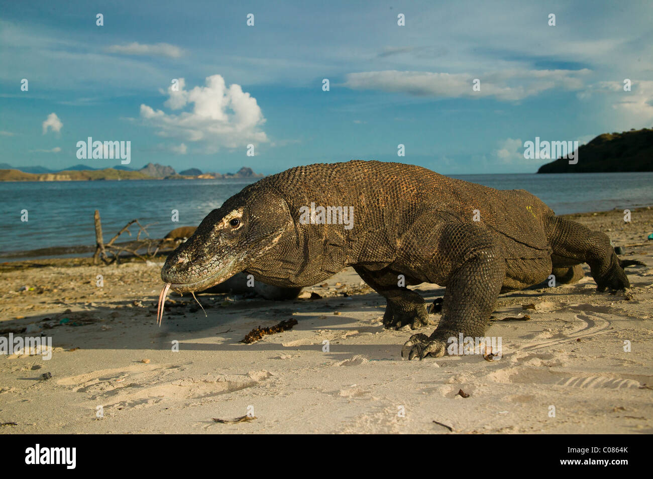 Nourriture De Dragon Komodo Banque d'image et photos - Alamy