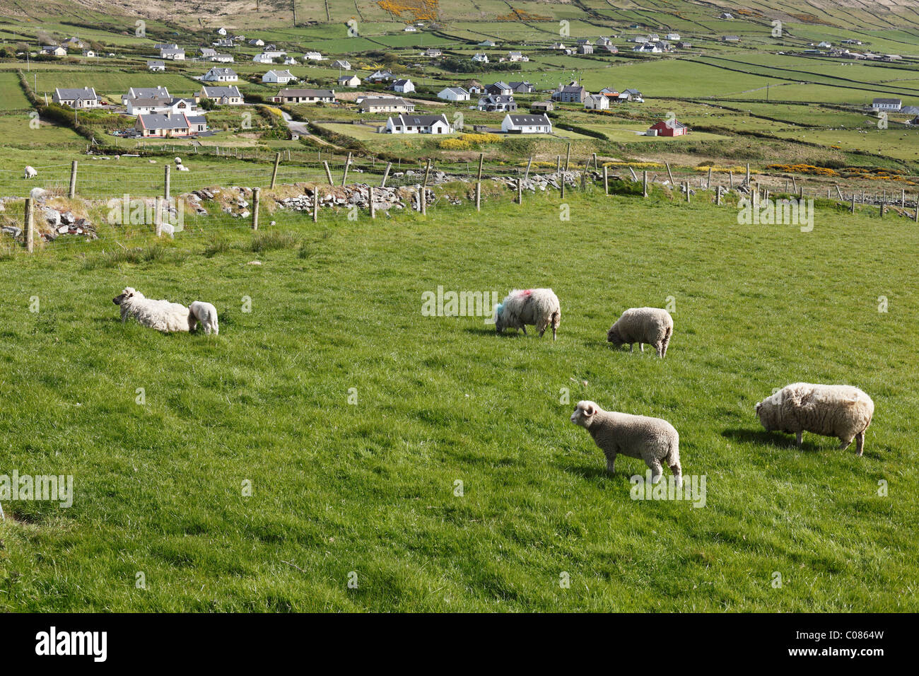 Des moutons paissant dans les pâturages, Dunquin, péninsule de Dingle, comté de Kerry, Ireland, British Isles, Europe Banque D'Images