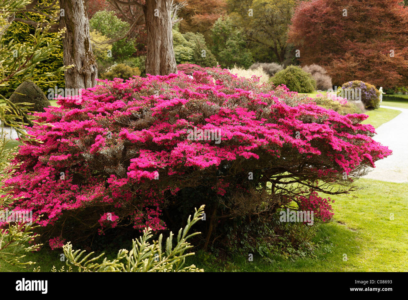Les Jardins de Muckross au printemps, floraison rhododendron bush, le Parc National de Killarney, County Kerry, Ireland, British Isles, Europe Banque D'Images