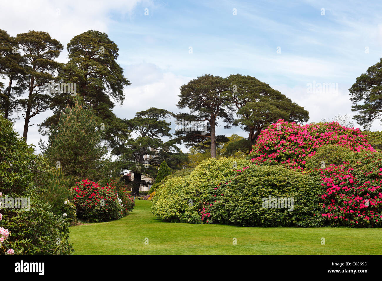 Les Jardins de Muckross au printemps, la floraison des buissons de rhododendrons, le Parc National de Killarney, comté de Kerry, Irlande, Iles britanniques Banque D'Images