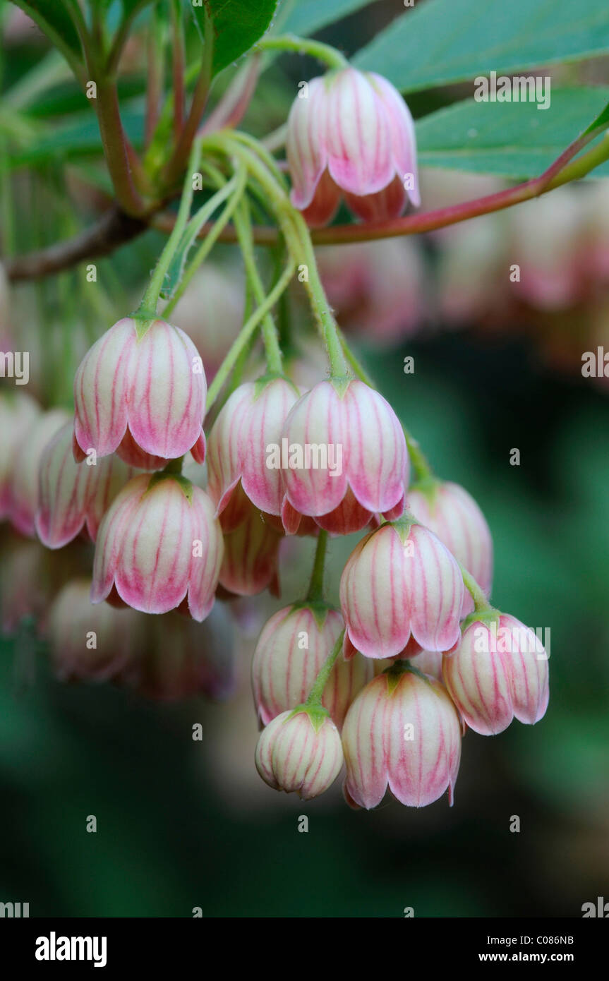 Redvein enkianthus Enkianthus campanulatus () Banque D'Images