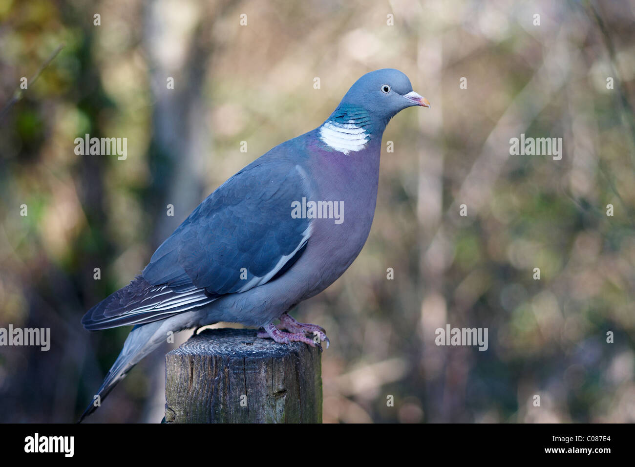 Close-up of pigeon ramier Columba palaumbus perché sur un post Banque D'Images